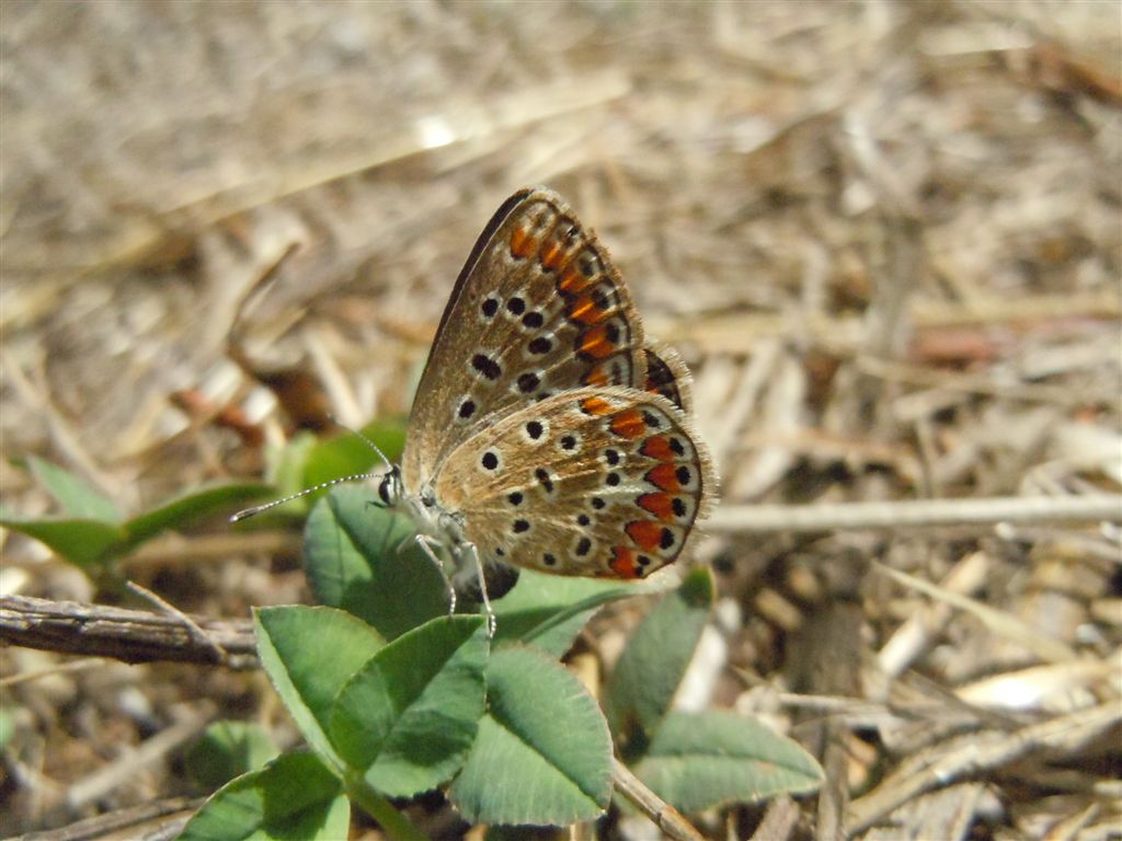 Polyommatus icarus? - S